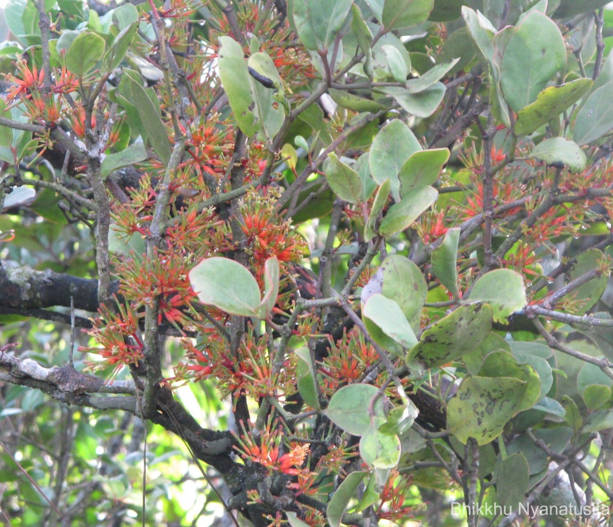 Dendrophthoe neelgherrensis (Wight & Arn.) Tiegh.